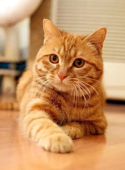 橘猫