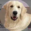 金毛揪咪