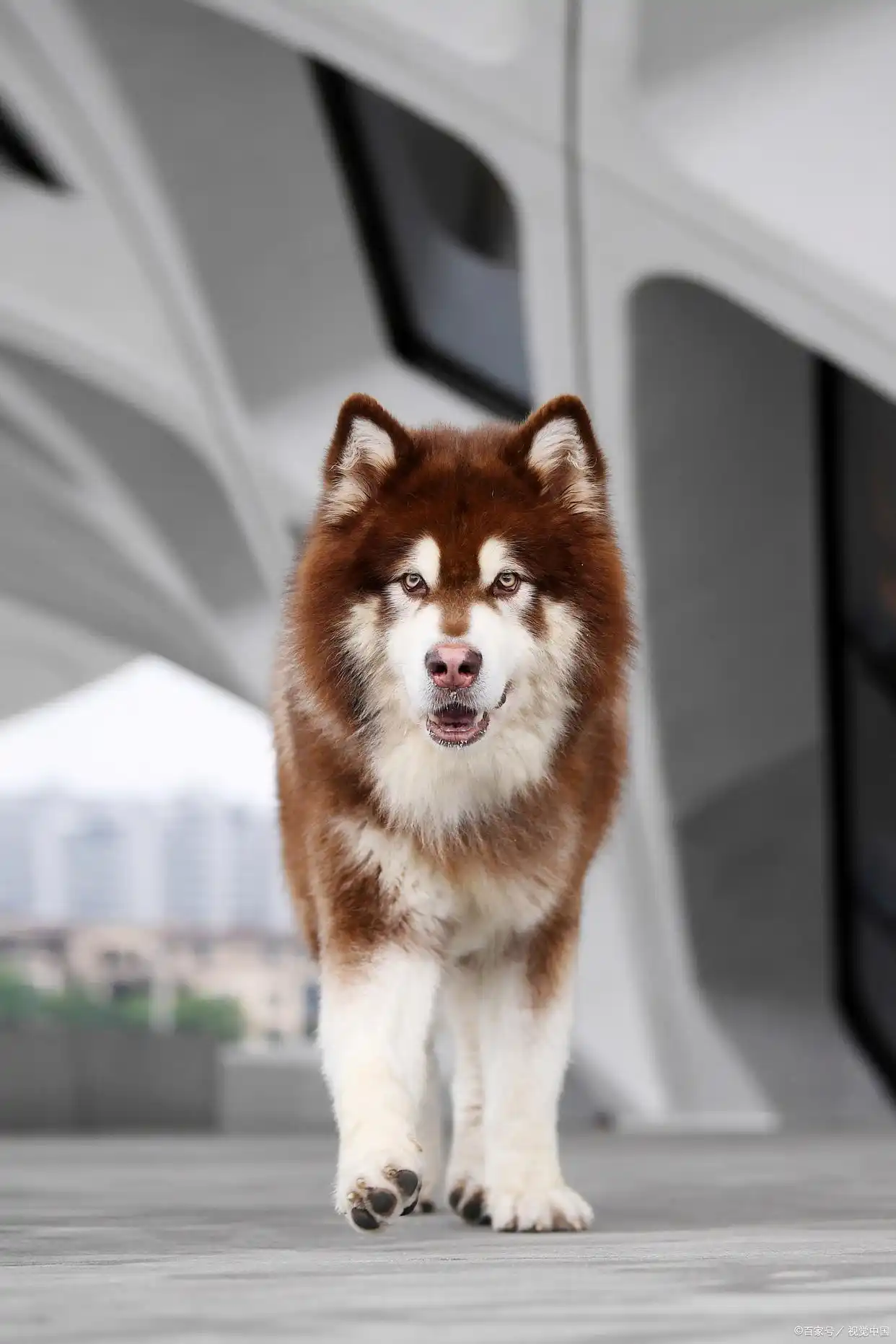 阿拉斯加雪橇犬 阿拉斯加雪橇犬