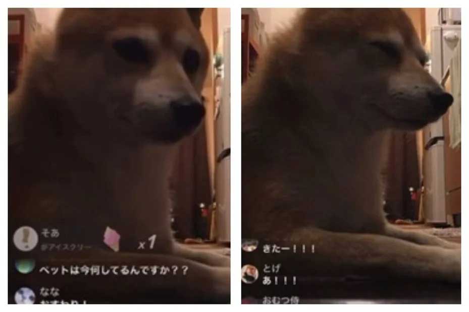20260601CPKK28c_IG_LIVE_DOG.jpg