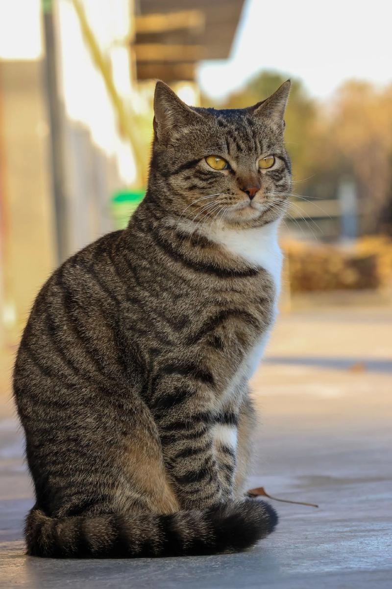 狸花猫