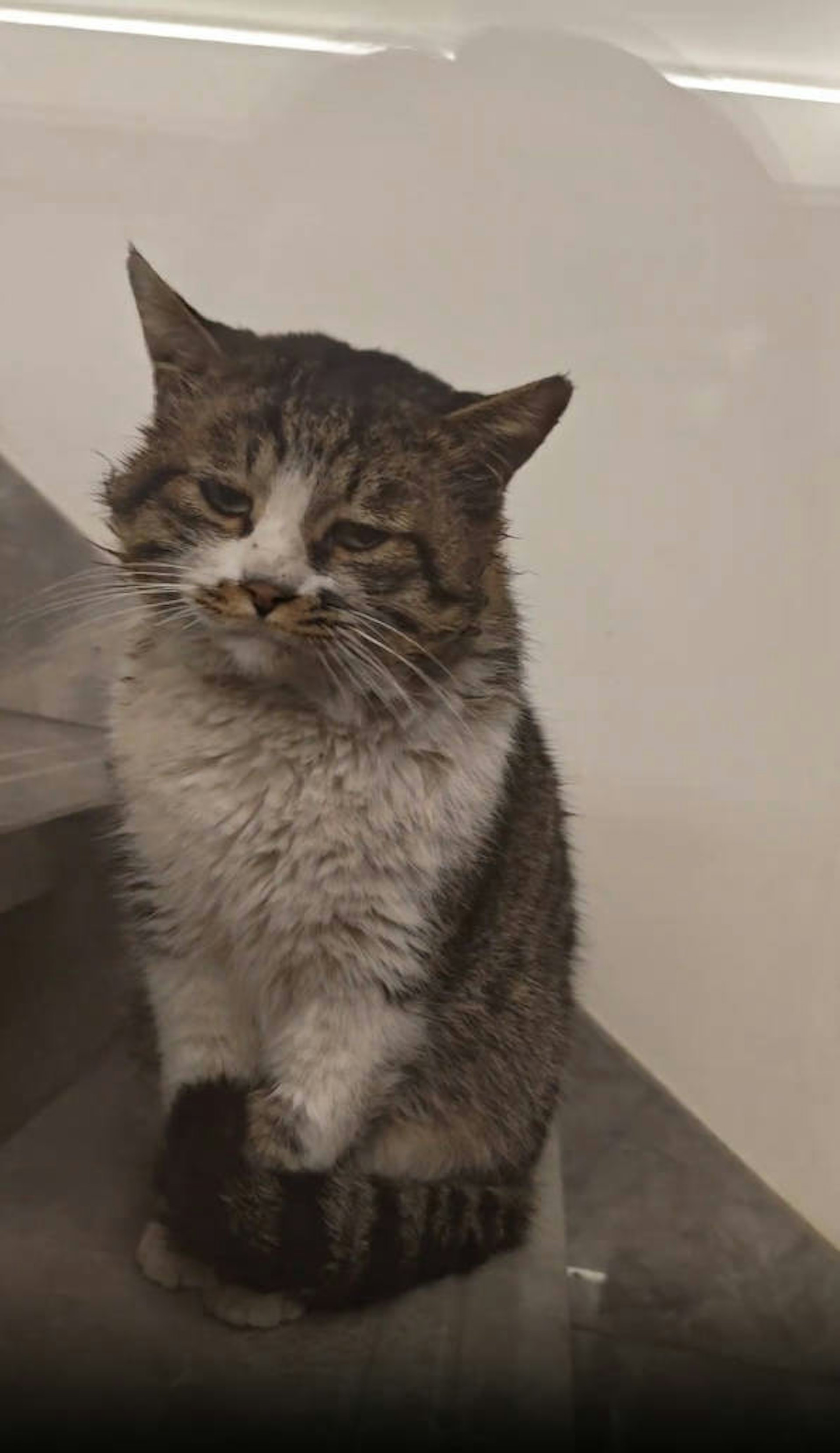 猫咪打架输掉垂头丧气　回家还被猫奴数落　毛孩：别说了本来就烦