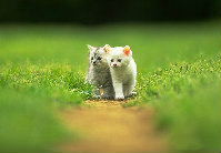 优雅的猫